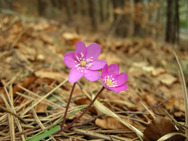 Hepatica nobilis / Erba trinit